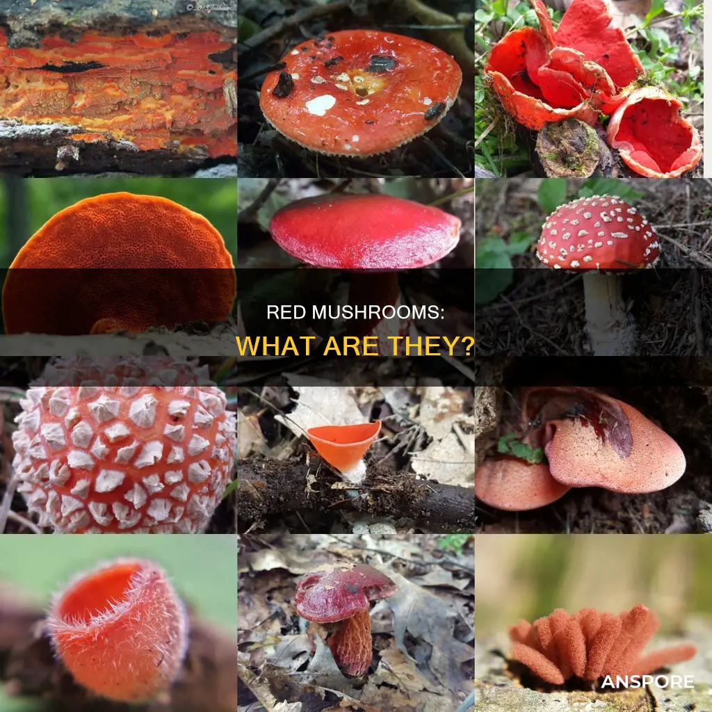 what are red mushrooms