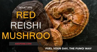 Reishi Mushrooms: Ancient Superfood with Modern Benefits