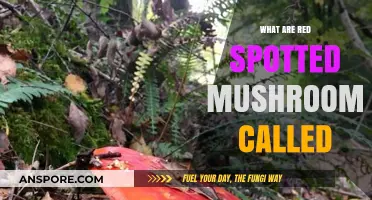 Identifying Red Spotted Mushrooms: Names, Types, and Key Characteristics