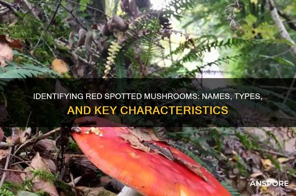 what are red spotted mushrooms called