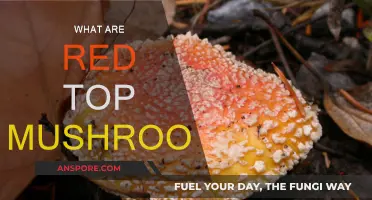 Exploring Red Top Mushrooms: A Beginner's Guide