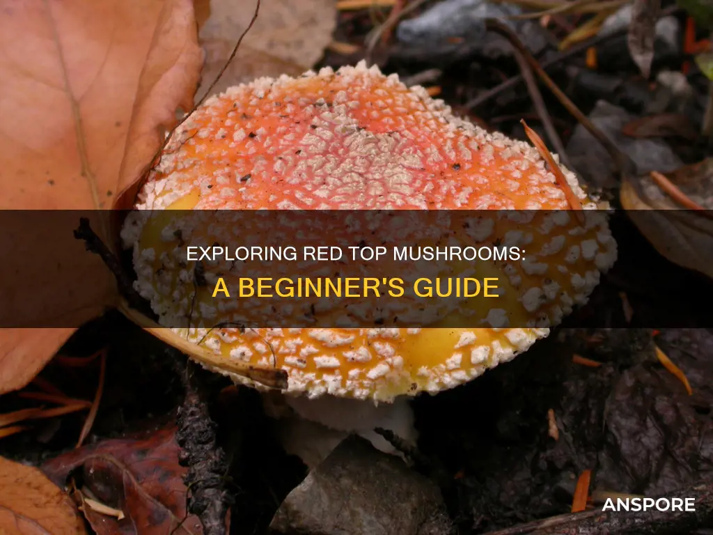 what are red top mushrooms