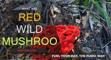 Wild Red Mushrooms: What Are They?