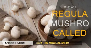 Mushroom Basics: What Are Regular Mushrooms?