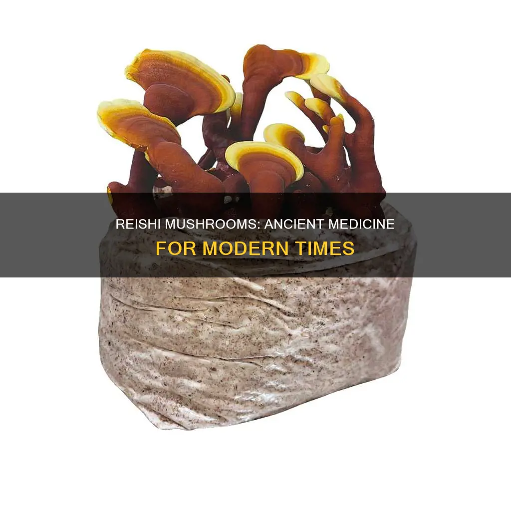 what are reishi mushrooms for
