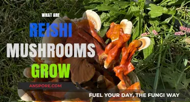 How to Cultivate Reishi Mushrooms: A Comprehensive Growing Guide