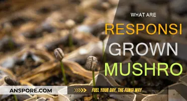 The Magic of Sustainably Grown Mushrooms