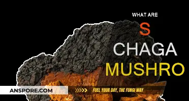 Chaga Mushrooms: Nature's Superfood