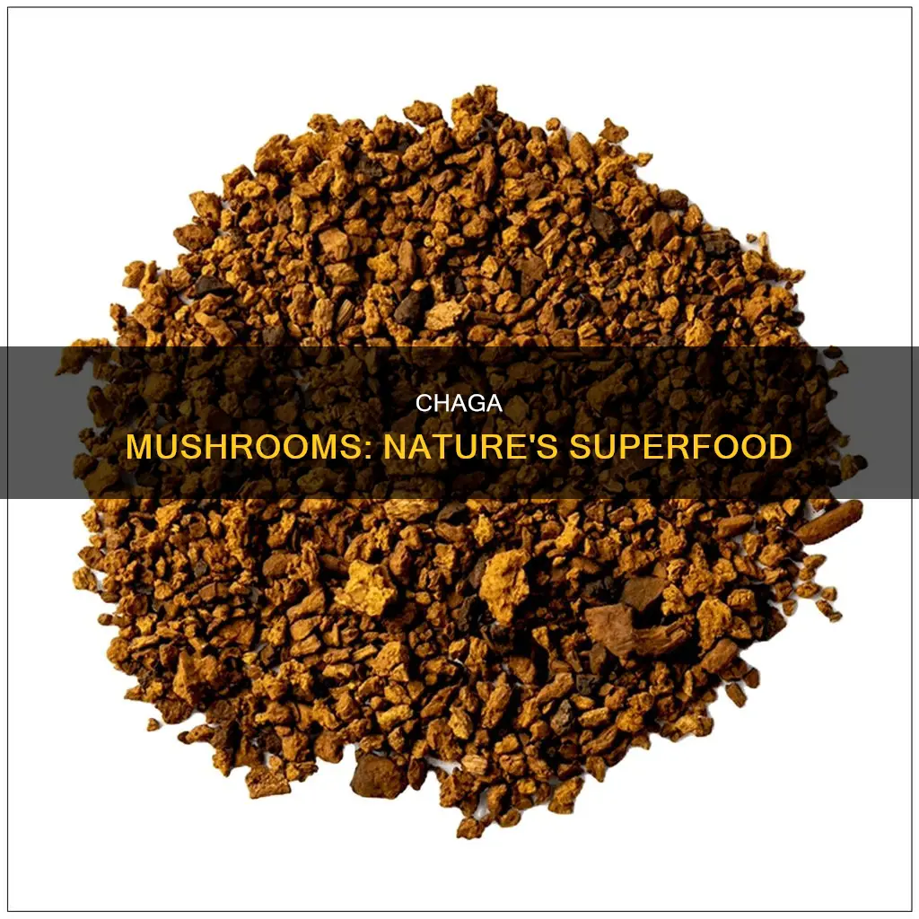 what are s chaga mushroom
