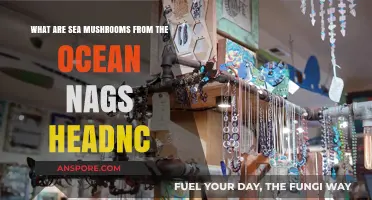 Discovering Sea Mushrooms: Ocean's Hidden Gems in Nags Head, NC