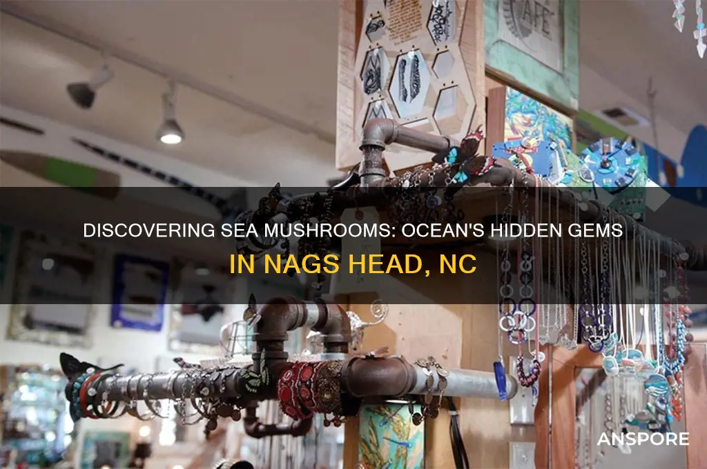 what are sea mushrooms from the ocean nags headnc