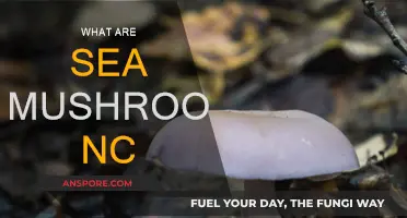 Explore the Sea Mushrooms of North Carolina
