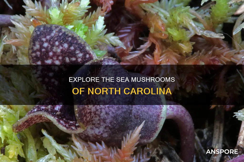 what are sea mushrooms nc