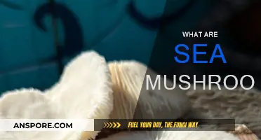 Mushrooms of the Sea: A Guide to Sea Mushrooms