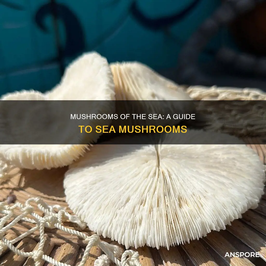 what are sea mushrooms