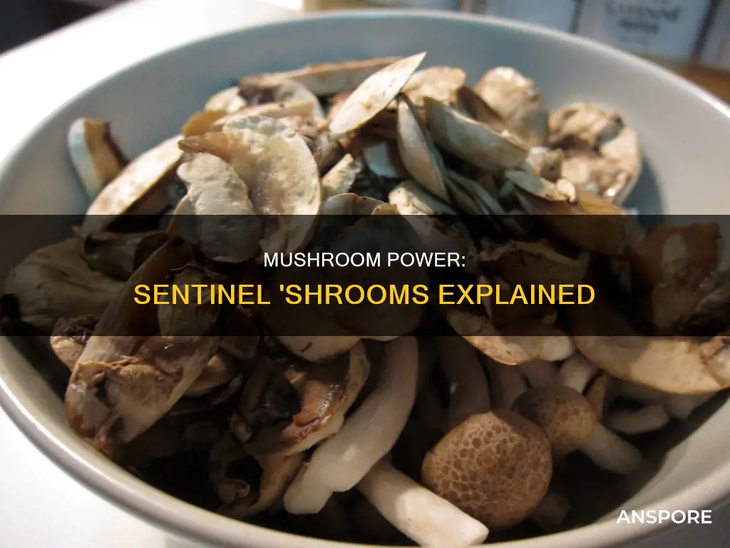 what are sentinal mushrooms