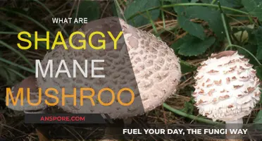 Shaggy Mane Mushrooms: Nature's Fuzzy Delicacy