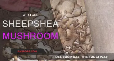 Sheepshead Mushrooms: A Forager's Guide to Deliciousness