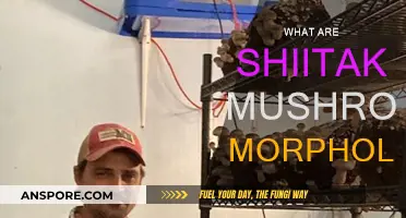 Shiitake Mushroom Morphology: Understanding Their Unique Structure