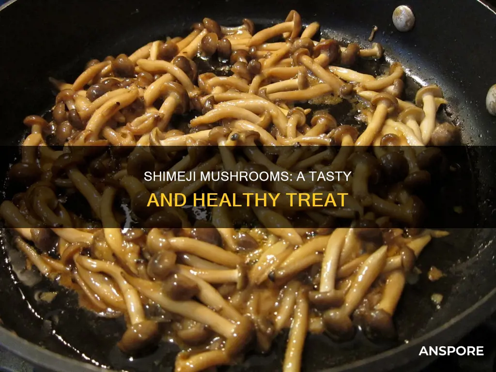 what are shimeji mushrooms