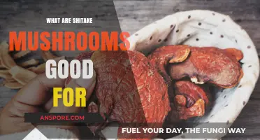 Shitake Mushrooms: Health Benefits, Culinary Uses, and Nutritional Power