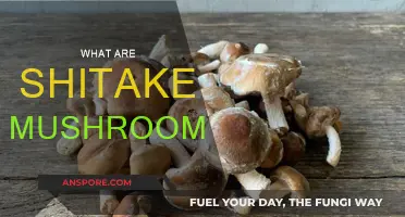 Shitake Mushrooms: Health Benefits and Uses