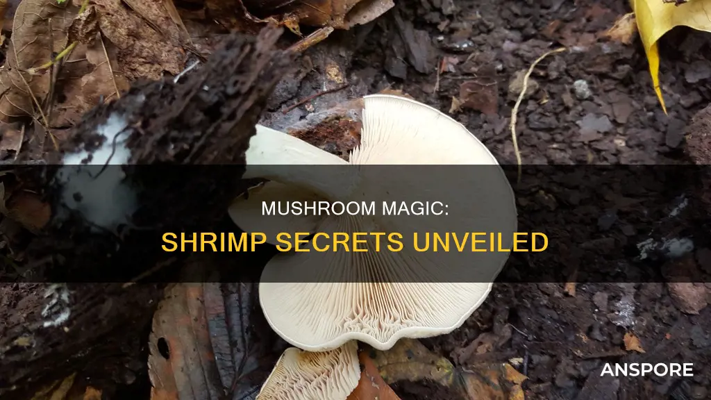what are shrimp mushrooms