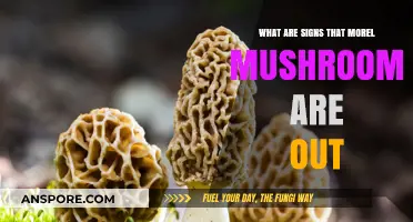 Spotting Morel Mushrooms: Key Signs They're Ready to Harvest
