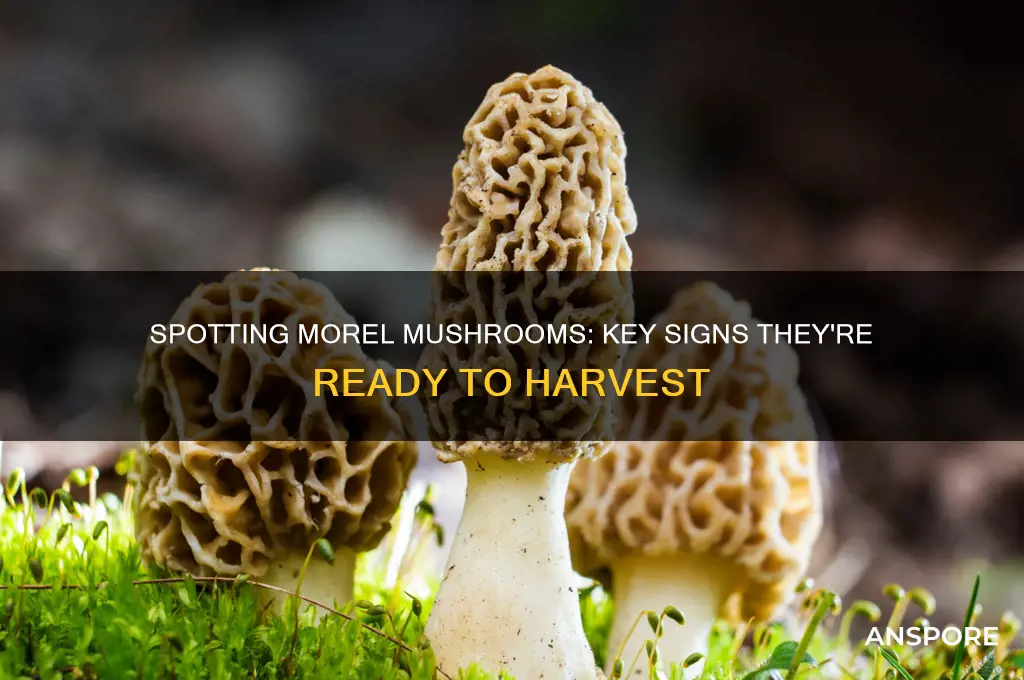 what are signs that morel mushrooms are out
