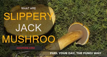 Slippery Jack Mushrooms: Nature's Hidden Delicacy