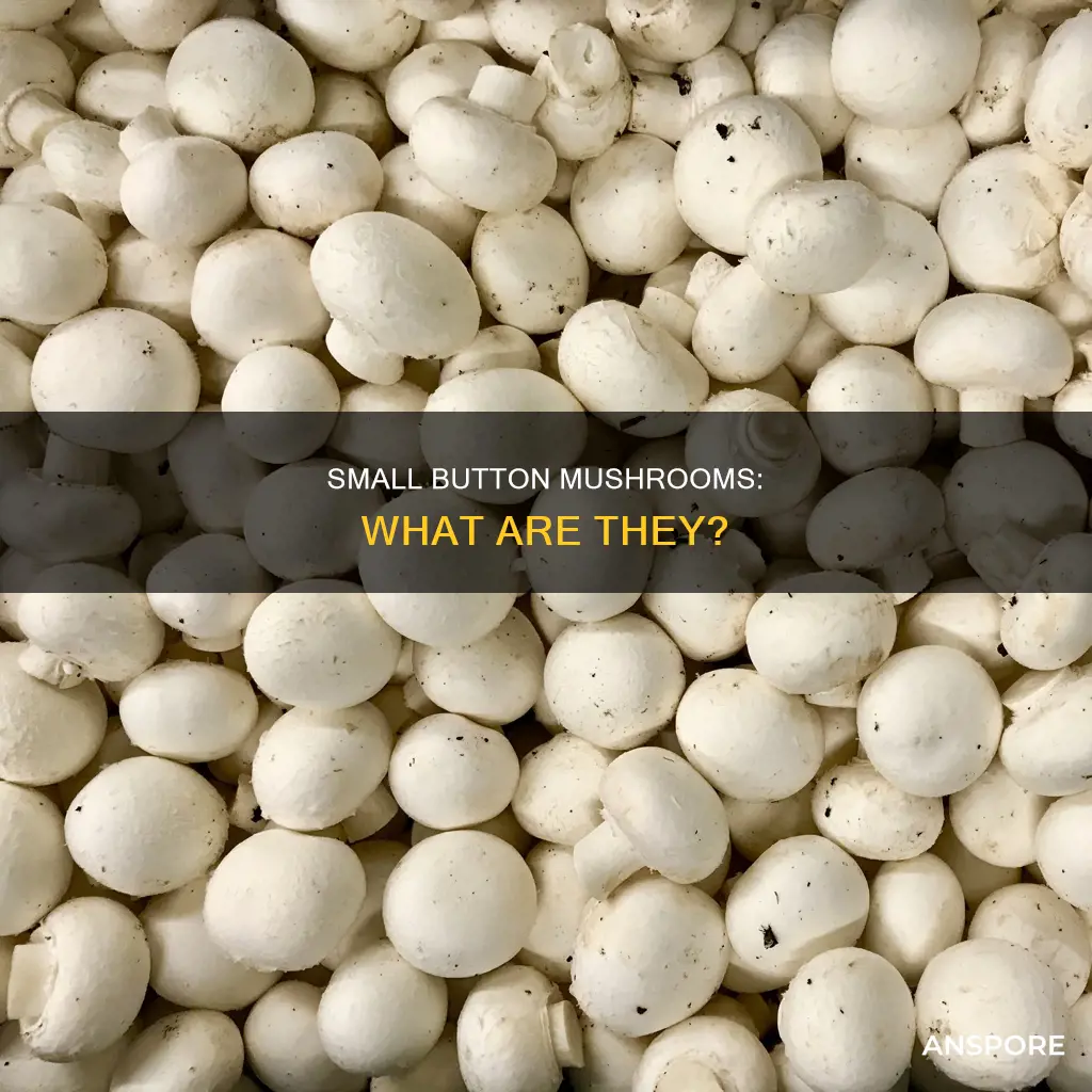 what are small button mushrooms