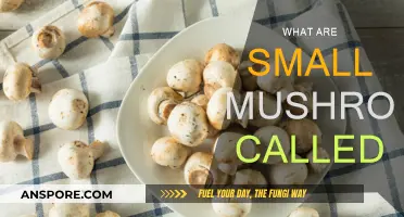 Little Mushrooms: What Are They?
