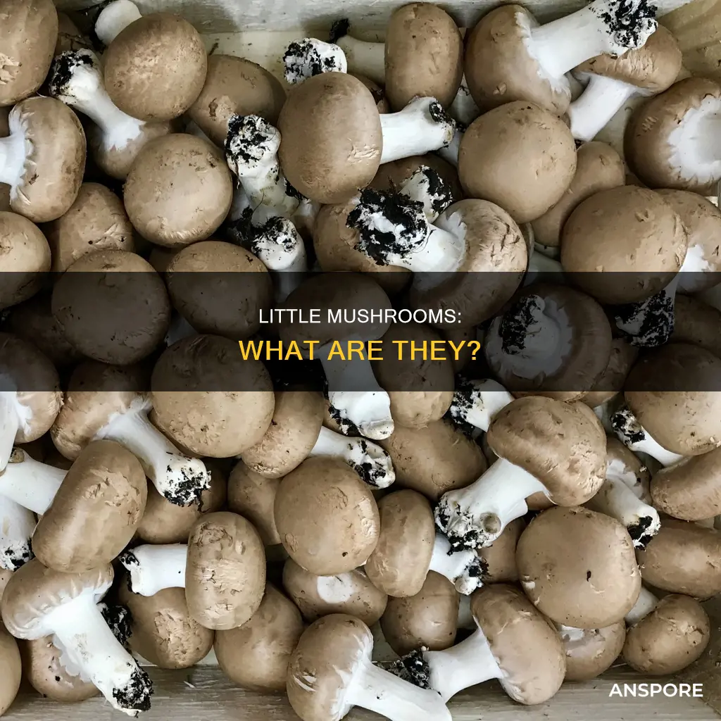 what are small mushrooms called