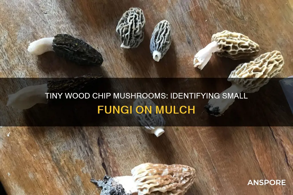 what are small mushrooms that grow on wood chips