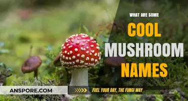 Unveiling the Most Fascinating and Unique Mushroom Names in Nature