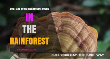Discovering Rainforest Mushrooms: Unique Species Thriving in Tropical Ecosystems