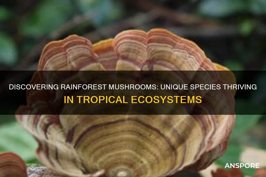 what are some mushrooms found in the rainforest
