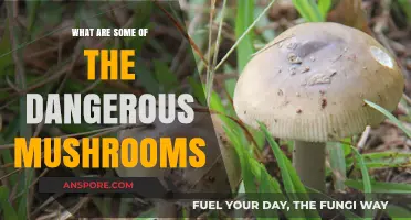 Deadly Fungi: Identifying the World's Most Dangerous Mushrooms to Avoid
