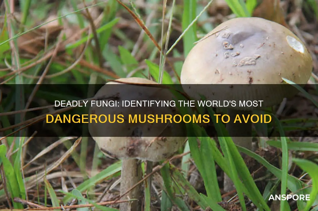 what are some of the dangerous mushrooms