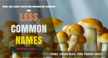 Exploring Psilocybin Mushrooms: Common and Rare Names You Should Know