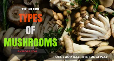 Exploring Varied Types of Mushrooms: A Comprehensive Guide to Fungi