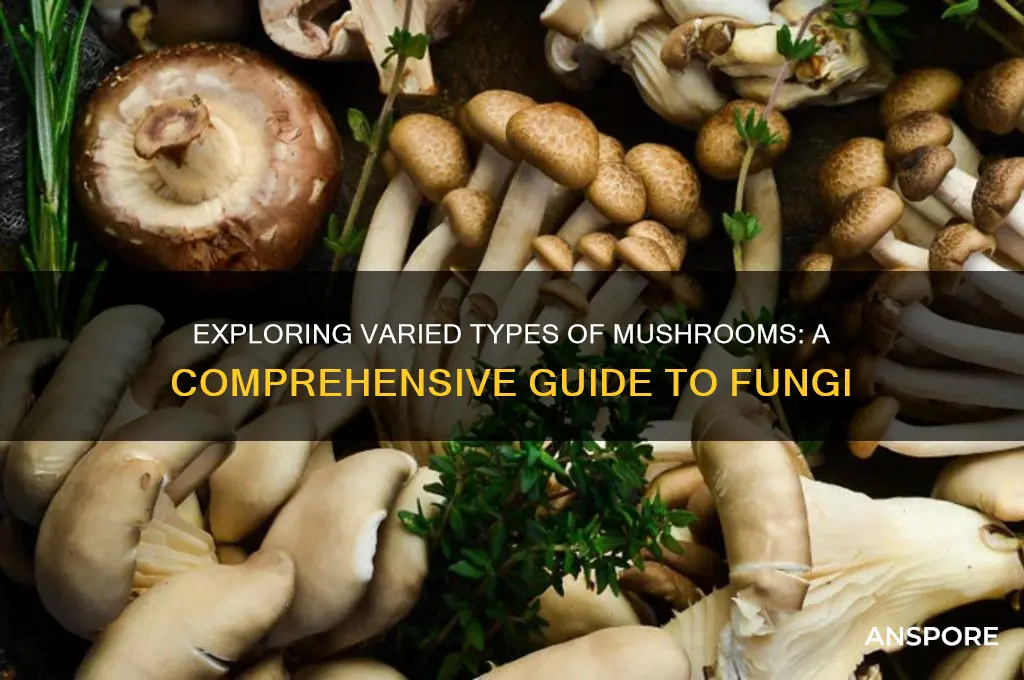what are some types of mushrooms