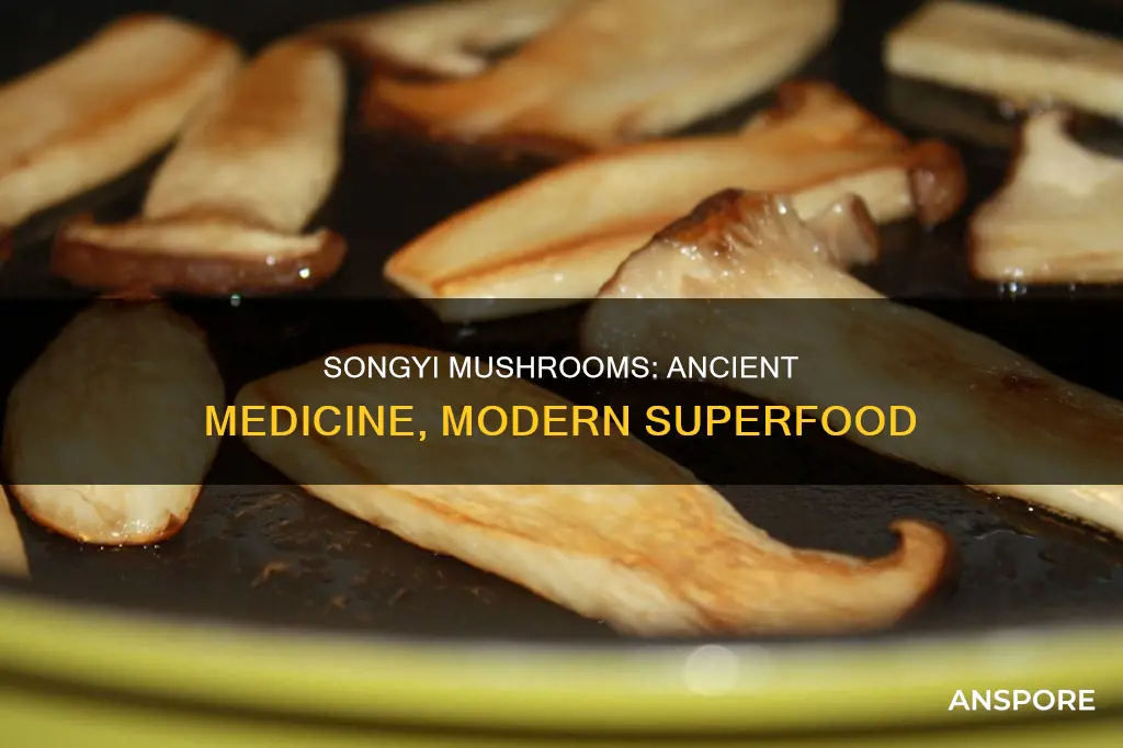 what are songyi mushrooms