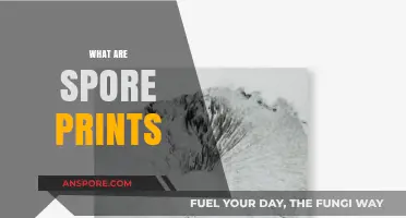 Understanding Spore Prints: A Beginner's Guide to Mushroom Identification