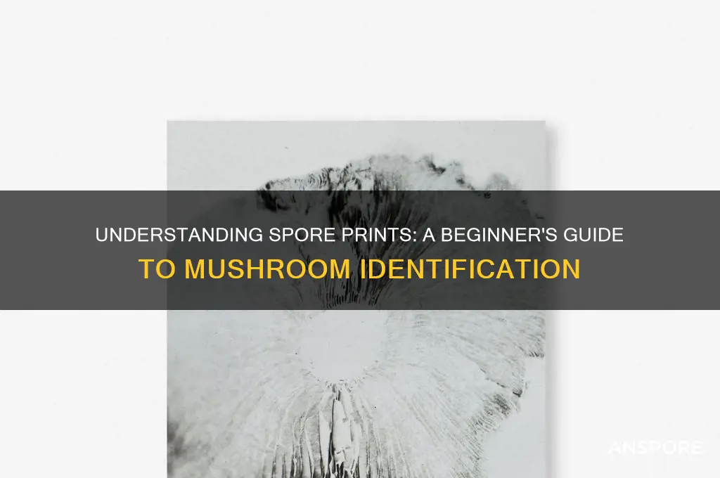 what are spore prints