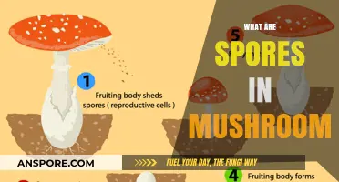 Mushroom Spores: What Are They and Why Do They Matter?