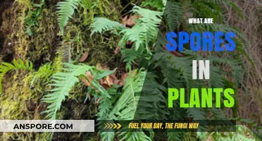 Understanding Plant Spores: Tiny Survival Units and Their Role in Reproduction