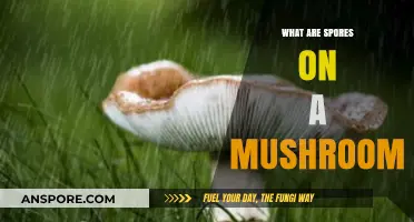 Understanding Mushroom Spores: Their Role, Formation, and Importance Explained