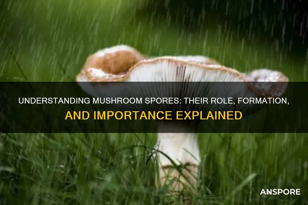 what are spores on a mushroom