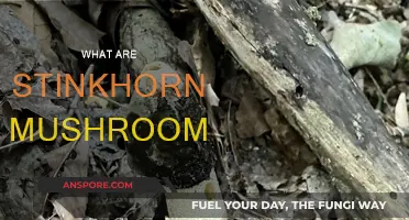 Stinkhorn Mushrooms: Nature's Pungent Fungi